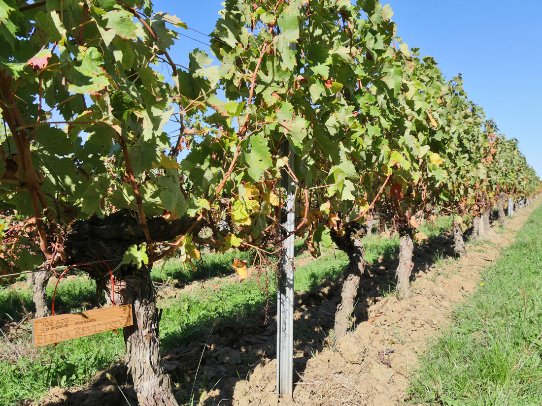 Виноградник на урожай